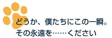 どうか、僕たちにこの一瞬。その永遠を……ください